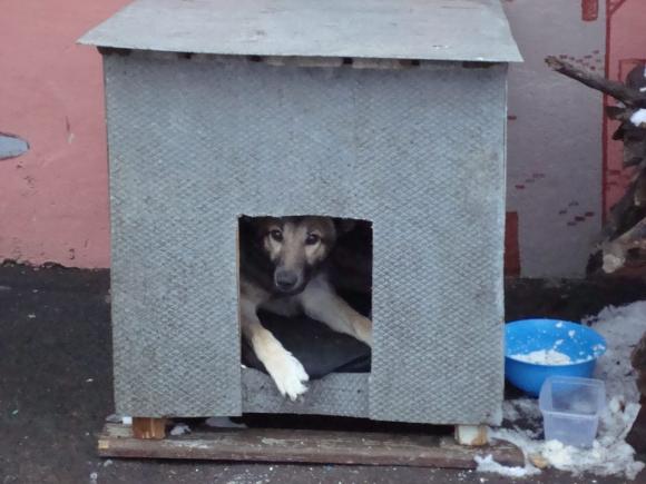 Карату в соцмережах шукають справжнього хазяїна, фото №1 на сайті 20minut.ua