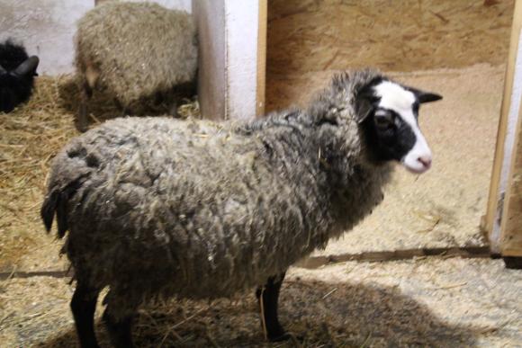 У Вінниці відкрився дитячий майданчик, де живуть вівці, кози та єнот, фото №2 на сайті 20minut.ua