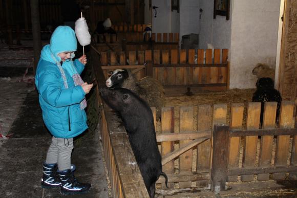 У Вінниці відкрився дитячий майданчик, де живуть вівці, кози та єнот, фото №3 на сайті 20minut.ua