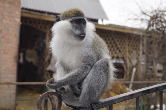 Вінницькі мавпи, як діти: їдять все підряд і вимагають уваги, фото №1 на сайті 20minut.ua