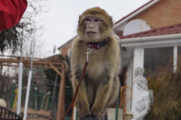 Вінницькі мавпи, як діти: їдять все підряд і вимагають уваги, фото №2 на сайті 20minut.ua