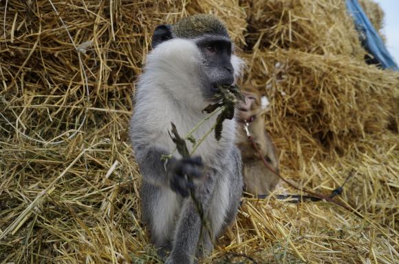 Вінницькі мавпи, як діти: їдять все підряд і вимагають уваги, фото №3 на сайті 20minut.ua