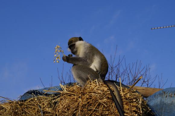 Вінницькі мавпи, як діти: їдять все підряд і вимагають уваги, фото №5 на сайті 20minut.ua