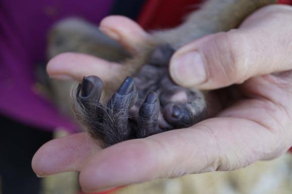 Вінницькі мавпи, як діти: їдять все підряд і вимагають уваги, фото №6 на сайті 20minut.ua