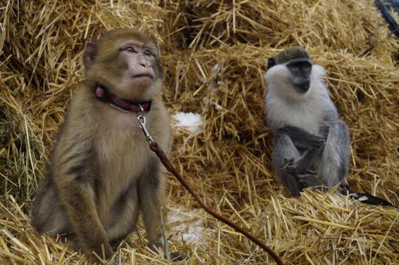 Вінницькі мавпи, як діти: їдять все підряд і вимагають уваги, фото №7 на сайті 20minut.ua