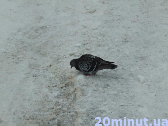 Зимовий Житомир - це справжнє диво.ФОТОРЕПОРТАЖ, фото №17 на сайті 20minut.ua