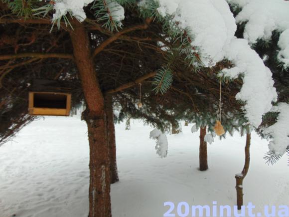 Зимовий Житомир - це справжнє диво.ФОТОРЕПОРТАЖ, фото №24 на сайті 20minut.ua