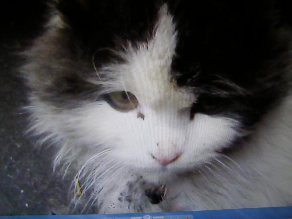 Лікуватися від сказу вінничани поїхали в Білорусь, бо у нас нема ліків, фото №1 на сайті 20minut.ua