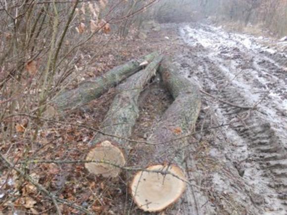 На Борщівщині зрізали 86 дубів. Шукають кримінал на сайті 20minut.ua На Борщівщині зрізали 86 дубів. Шукають кримінал, фото №1 на сайті 20minut.ua