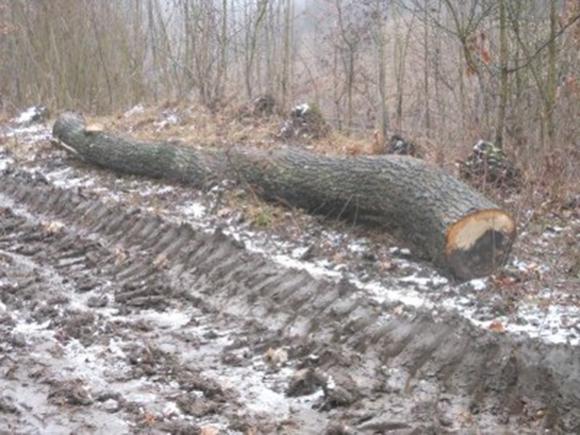 На Борщівщині зрізали 86 дубів. Шукають кримінал на сайті 20minut.ua На Борщівщині зрізали 86 дубів. Шукають кримінал, фото №2 на сайті 20minut.ua