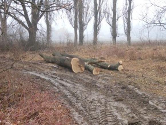 На Борщівщині зрізали 86 дубів. Шукають кримінал на сайті 20minut.ua На Борщівщині зрізали 86 дубів. Шукають кримінал, фото №3 на сайті 20minut.ua