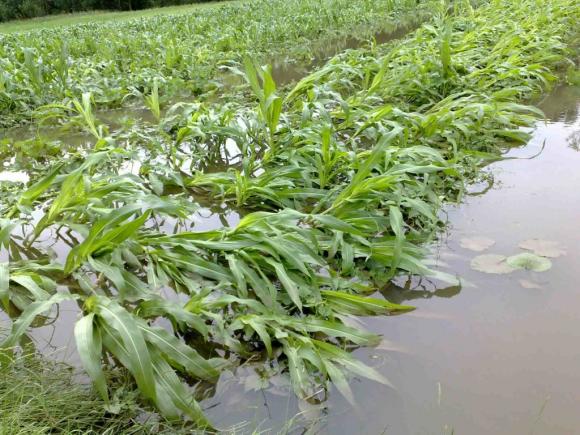 2013 р. Затоплений город кукурудзи На Тернопільщині перегородили Збруч: люди скаржаться, а влада не чує, фото №5 на сайті 20minut.ua