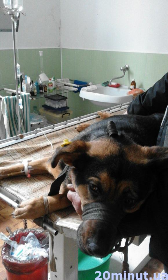 У Березовиці отруюють собак, ті вмирають у муках, фото №1 на сайті 20minut.ua