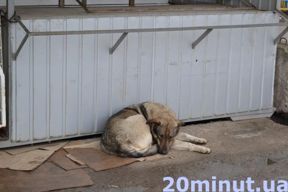 У Березовиці отруюють собак, ті вмирають у муках, фото №2 на сайті 20minut.ua
