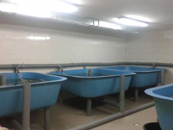 У Дністрі водиться риба – сучасник динозаврів, фото №3 на сайті 20minut.ua