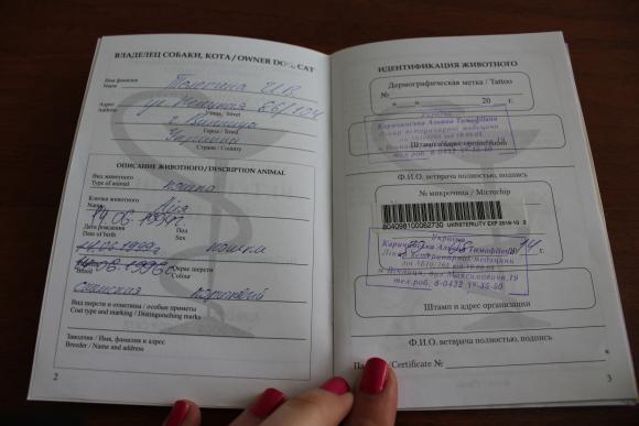 Вінничанка хоче засудити ветеринарів за смерть 21-річної кішки, фото №1 на сайті 20minut.ua