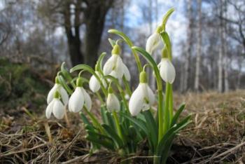 Чому не “звільняють” з Червоної книги підсніжники та черемшу, коли їх повно, фото №2 на сайті 20minut.ua