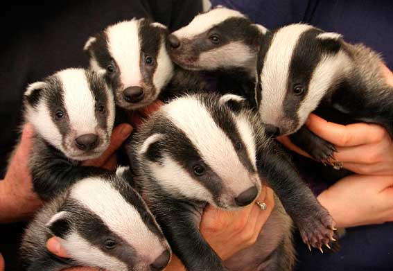 Чому не “звільняють” з Червоної книги підсніжники та черемшу, коли їх повно, фото №3 на сайті 20minut.ua