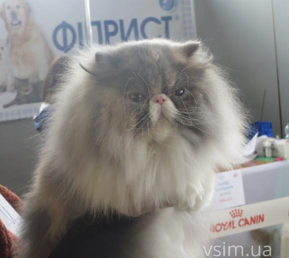 У Хмельницькому триває виставка березневих котів, фото №2 на сайті vsim.ua
