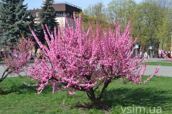 Фото дня: у Хмельницькому зацвіла сакура, фото №2 на сайті vsim.ua