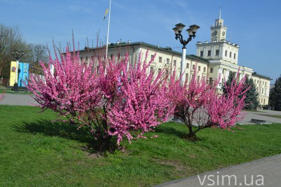 Фото дня: у Хмельницькому зацвіла сакура, фото №3 на сайті vsim.ua