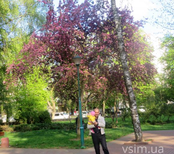 Фото дня: у парку Шевченка цвітуть райські яблука, фото №3 на сайті vsim.ua