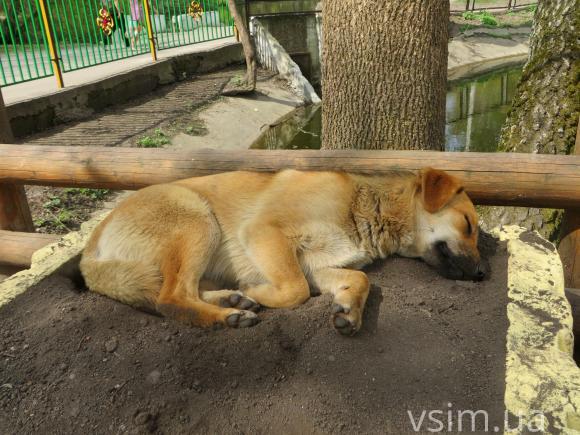 Хмельницький зоокуток планують розширити. З новачків - лише кролики, фото №12 на сайті vsim.ua
