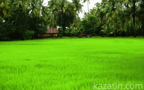 КОЖЕН ГРОМАДЯНИН МАЄ ПРАВО НА БЕЗОПЛАТНЕ ОТРИМАННЯ ЗЕМЕЛЬНОЇ ДІЛЯНКИ на сайті 20minut.ua КОЖЕН ГРОМАДЯНИН МАЄ ПРАВО НА БЕЗОПЛАТНЕ ОТРИМАННЯ ЗЕМЕЛЬНОЇ ДІЛЯНКИ, фото №2 на сайті 20minut.ua