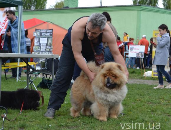 На виставку собак у Хмельницький привезли кишенькових чихуахуа та 50-кілограмових вівчарок, фото №1 на сайті vsim.ua
