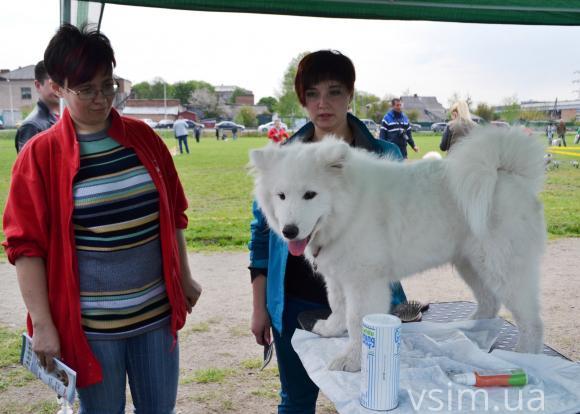 На виставку собак у Хмельницький привезли кишенькових чихуахуа та 50-кілограмових вівчарок, фото №11 на сайті vsim.ua
