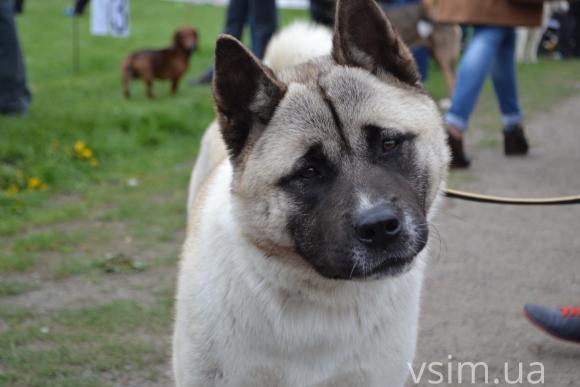 На виставку собак у Хмельницький привезли кишенькових чихуахуа та 50-кілограмових вівчарок, фото №13 на сайті vsim.ua