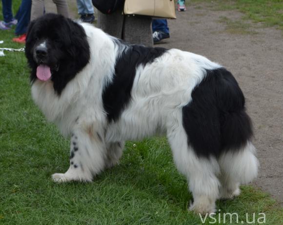 На виставку собак у Хмельницький привезли кишенькових чихуахуа та 50-кілограмових вівчарок, фото №14 на сайті vsim.ua