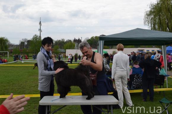 На виставку собак у Хмельницький привезли кишенькових чихуахуа та 50-кілограмових вівчарок, фото №15 на сайті vsim.ua