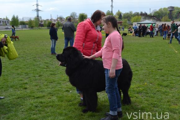 На виставку собак у Хмельницький привезли кишенькових чихуахуа та 50-кілограмових вівчарок, фото №16 на сайті vsim.ua