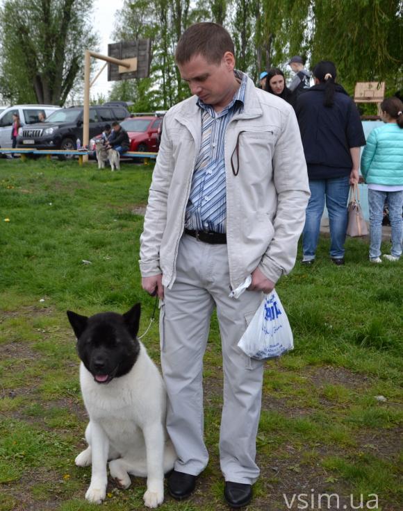 На виставку собак у Хмельницький привезли кишенькових чихуахуа та 50-кілограмових вівчарок, фото №17 на сайті vsim.ua