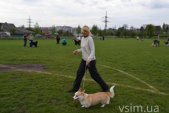 На виставку собак у Хмельницький привезли кишенькових чихуахуа та 50-кілограмових вівчарок, фото №18 на сайті vsim.ua