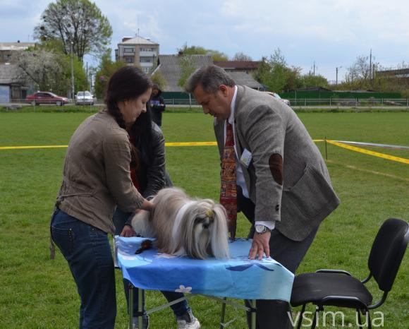 На виставку собак у Хмельницький привезли кишенькових чихуахуа та 50-кілограмових вівчарок, фото №19 на сайті vsim.ua