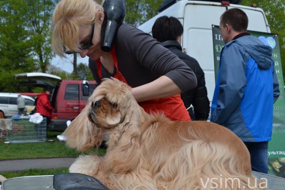 На виставку собак у Хмельницький привезли кишенькових чихуахуа та 50-кілограмових вівчарок, фото №2 на сайті vsim.ua