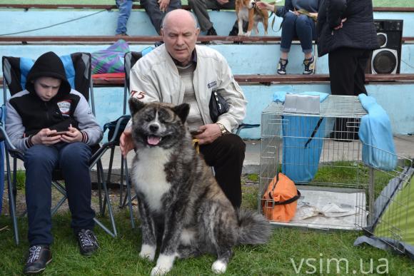 На виставку собак у Хмельницький привезли кишенькових чихуахуа та 50-кілограмових вівчарок, фото №20 на сайті vsim.ua