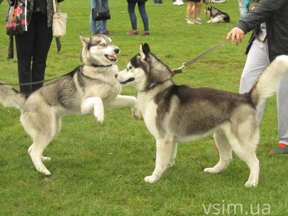 На виставку собак у Хмельницький привезли кишенькових чихуахуа та 50-кілограмових вівчарок, фото №21 на сайті vsim.ua