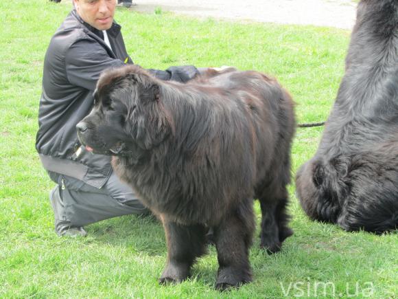 На виставку собак у Хмельницький привезли кишенькових чихуахуа та 50-кілограмових вівчарок, фото №22 на сайті vsim.ua