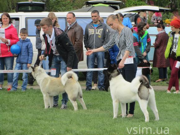 На виставку собак у Хмельницький привезли кишенькових чихуахуа та 50-кілограмових вівчарок, фото №3 на сайті vsim.ua