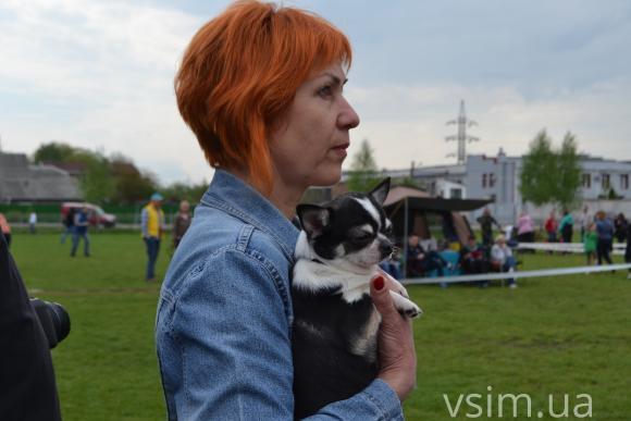 На виставку собак у Хмельницький привезли кишенькових чихуахуа та 50-кілограмових вівчарок, фото №4 на сайті vsim.ua