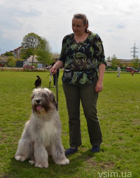 На виставку собак у Хмельницький привезли кишенькових чихуахуа та 50-кілограмових вівчарок, фото №5 на сайті vsim.ua