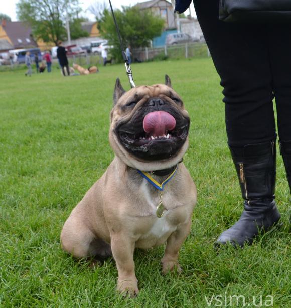На виставку собак у Хмельницький привезли кишенькових чихуахуа та 50-кілограмових вівчарок, фото №6 на сайті vsim.ua