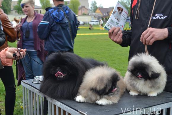На виставку собак у Хмельницький привезли кишенькових чихуахуа та 50-кілограмових вівчарок, фото №8 на сайті vsim.ua