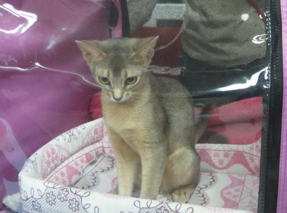 На виставці котів вінничани погрались із рідкісними «пухнастиками», фото №2 на сайті 20minut.ua