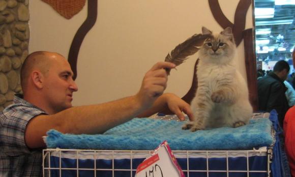 На виставці котів вінничани погрались із рідкісними «пухнастиками», фото №4 на сайті 20minut.ua