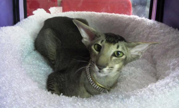 На виставці котів вінничани погрались із рідкісними «пухнастиками», фото №5 на сайті 20minut.ua