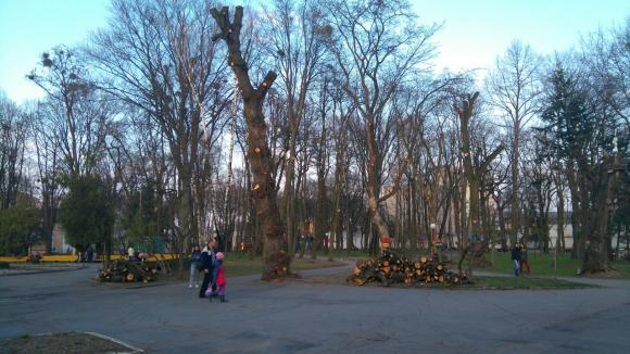 Навіщо у Вінниці масово вирубують дерева?, фото №4 на сайті 20minut.ua